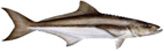 Cobia