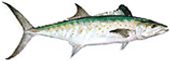 Spanish Mackerel 