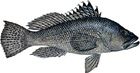 sea-bass